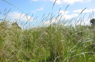 African feather grass